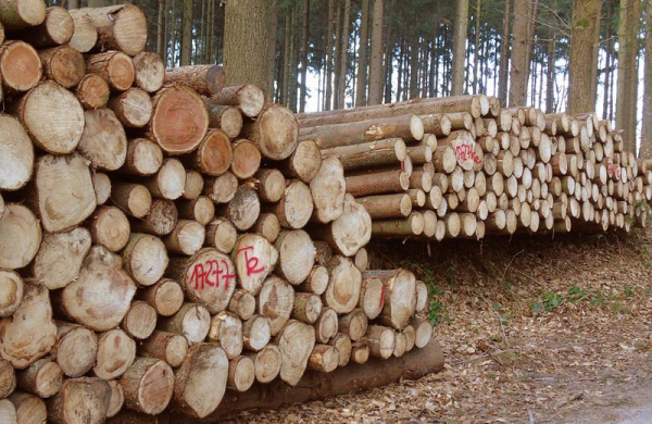 Rekord v těžbě dřeva byl v roce 2020 znovu pokořen